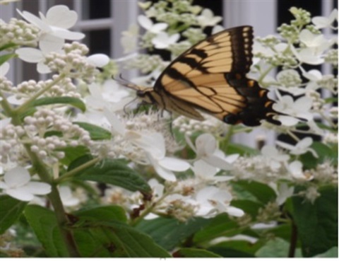 butterfly on flowers